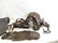WW1 U.S. Army Leather Saddle - 3