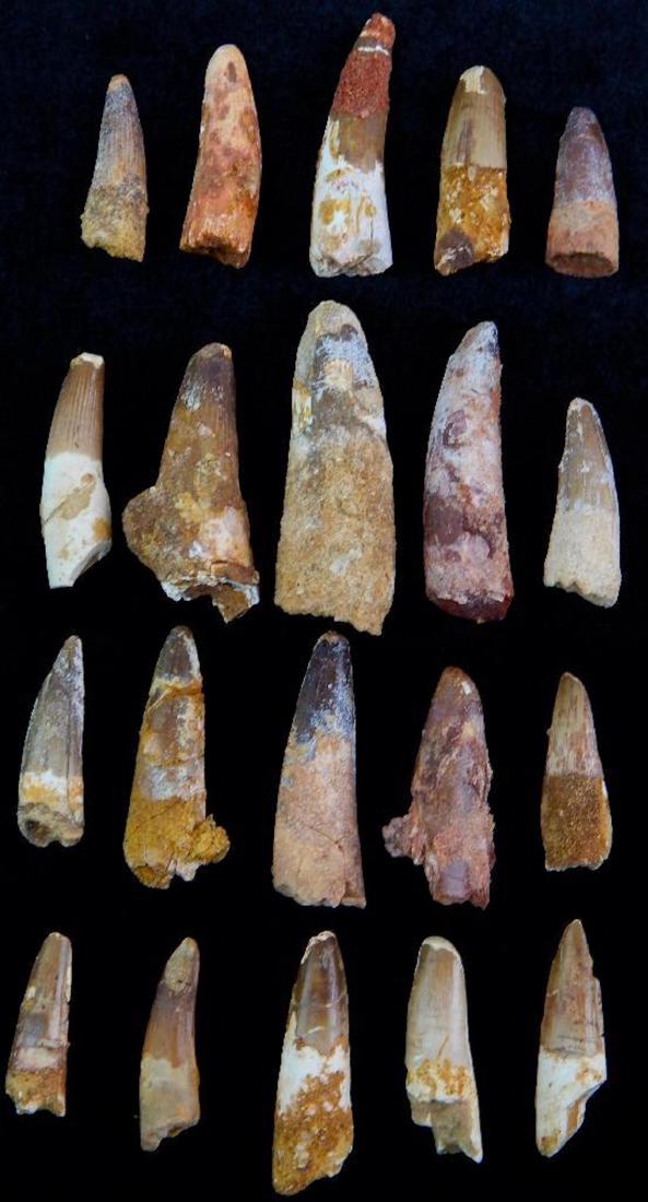 Collection of 20 Fossilized Teeth