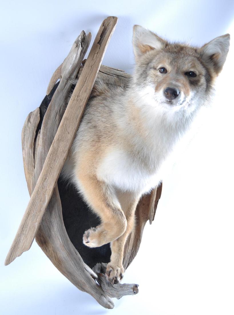 Coyote Mount with Driftwood Display: 20 x 31 x 18 inches, No Shipping Available on This Item, Pick Up Only