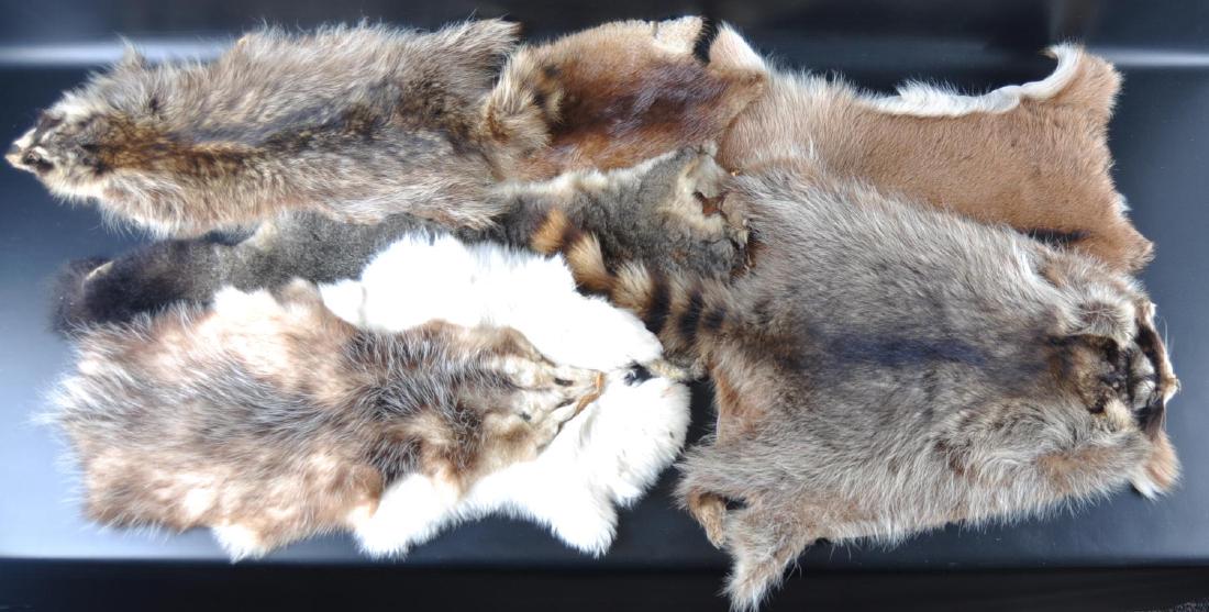 Group of 7 Animal Pelts: Includes Raccoons, Ground Hog, Possum, Rabbit, and Others, Largest 26 x 27 inches