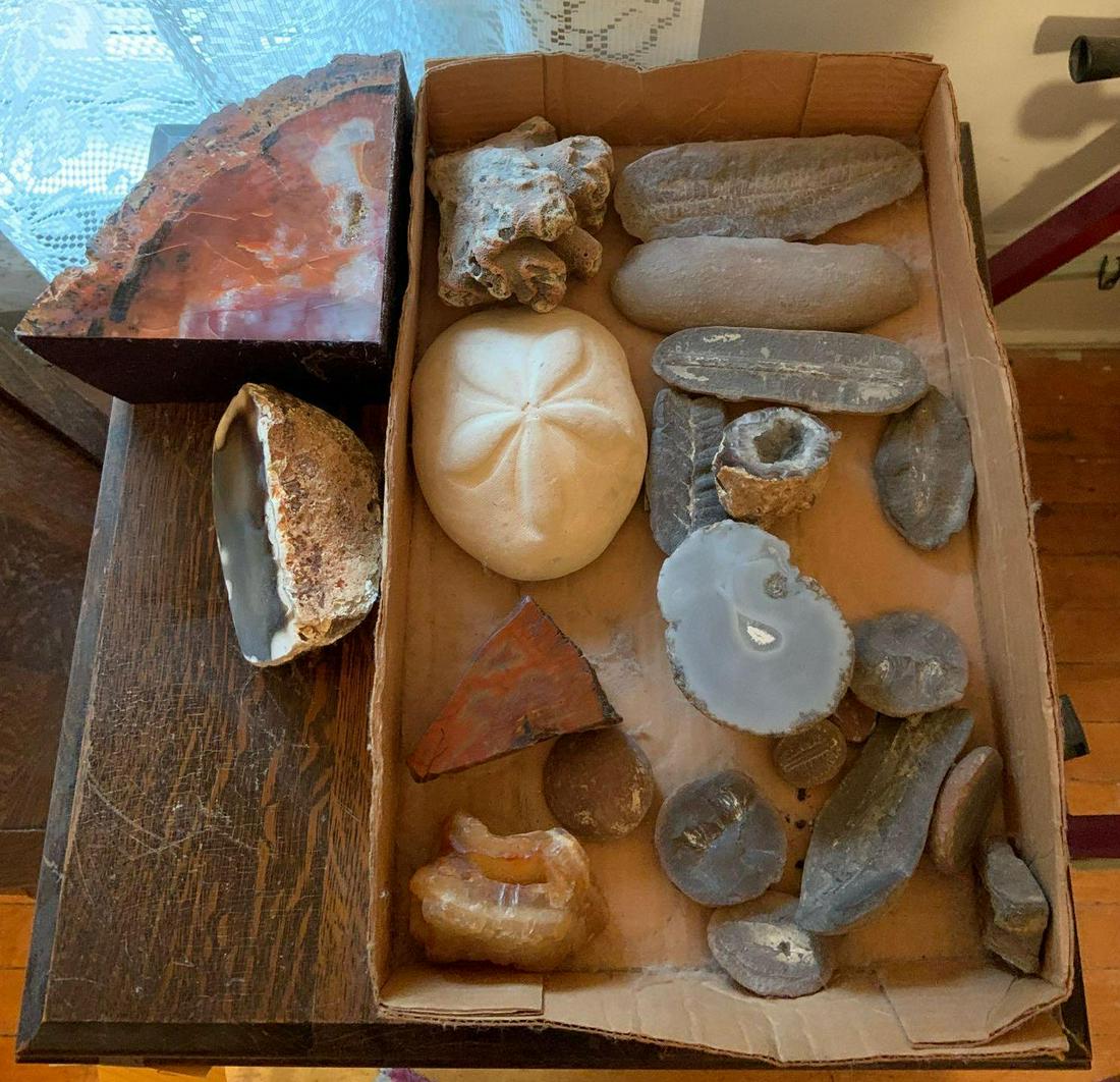 Natural Assortment : Fossils, Petrified Wood, and: Assortment includes shells, geode slices, petrified wood and fern fossils. Largest piece measures 6 1/2 x 6 x 3 inches