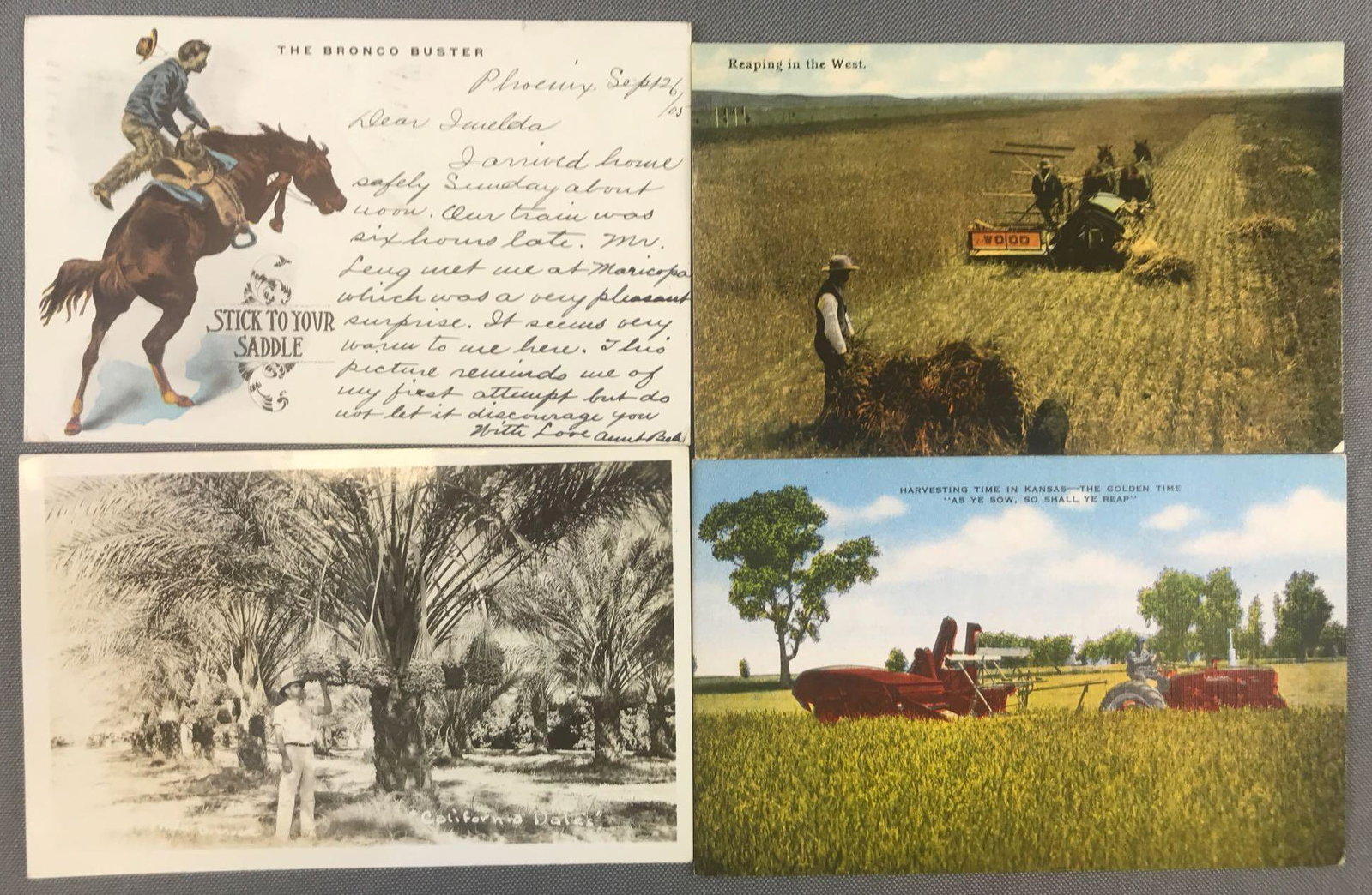 Postcards-Box Lot-Old West, Cattle, Agriculture, Fruit: 600+, 1910s-1950s