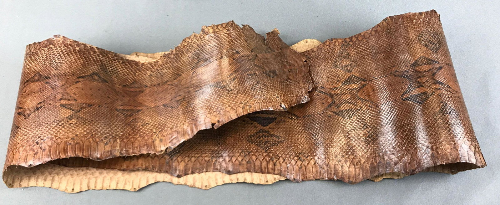 Snake Skin: Brown and black; approximately 100 inches long