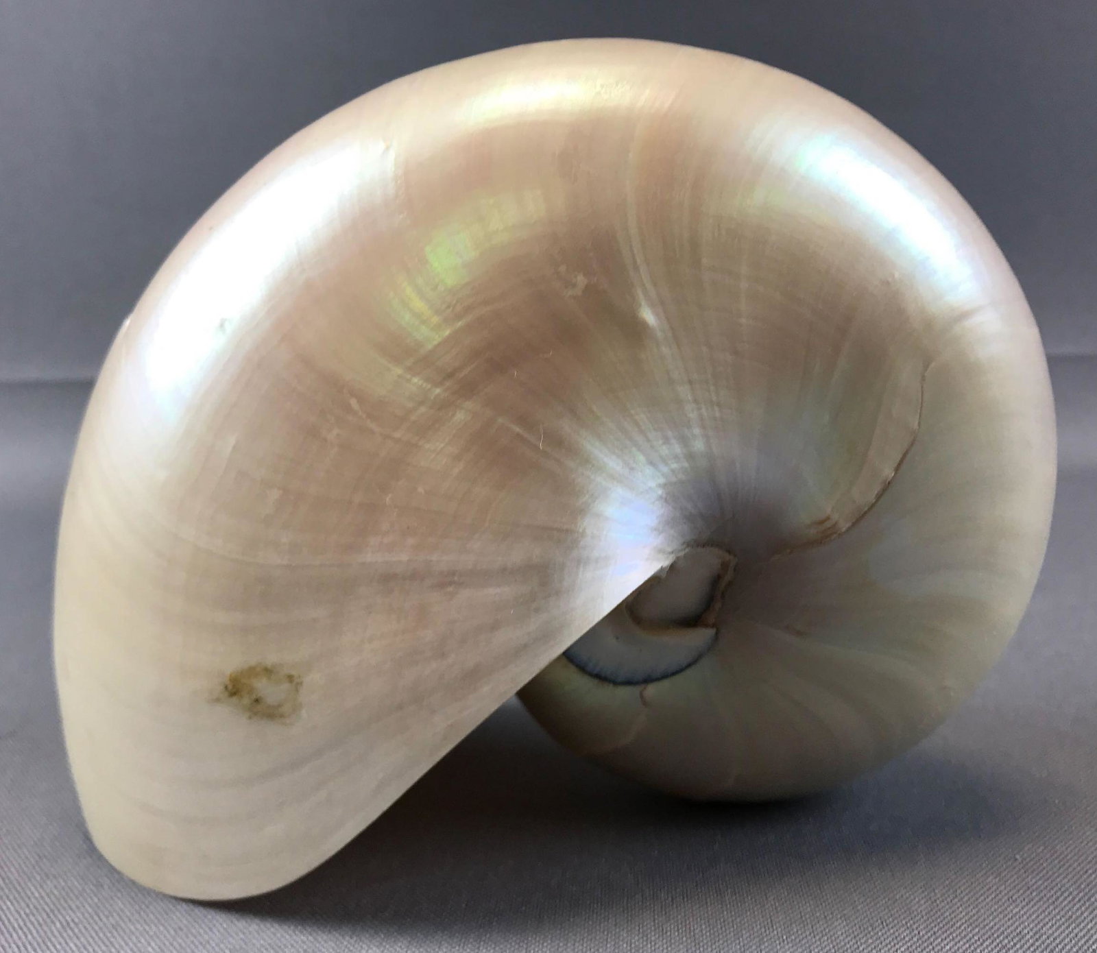 Large Nautilus Seashell (1 of 5)