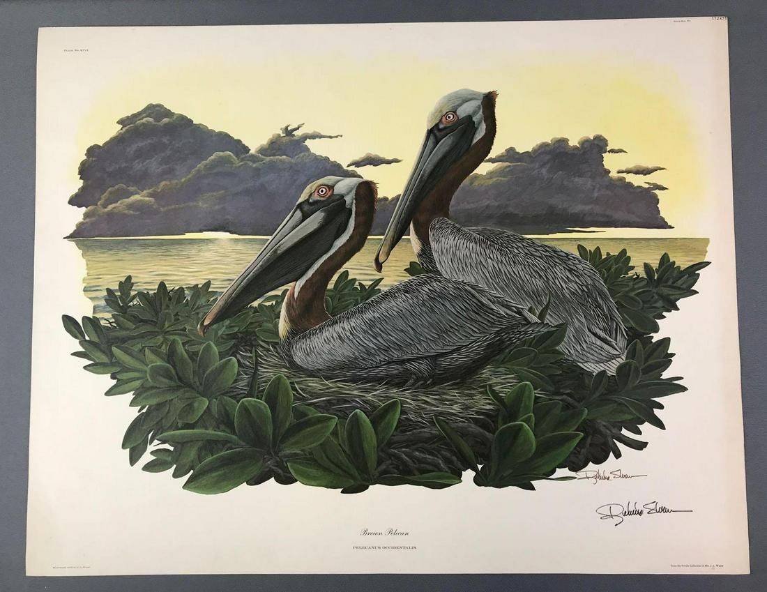 Brown Pelican Print (1 of 9)