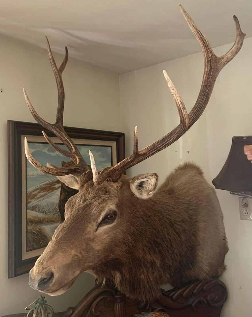 Large elk shoulder mount: 42 x 45 x 28 inches. No Shipping or Transportation, Pick Up Only