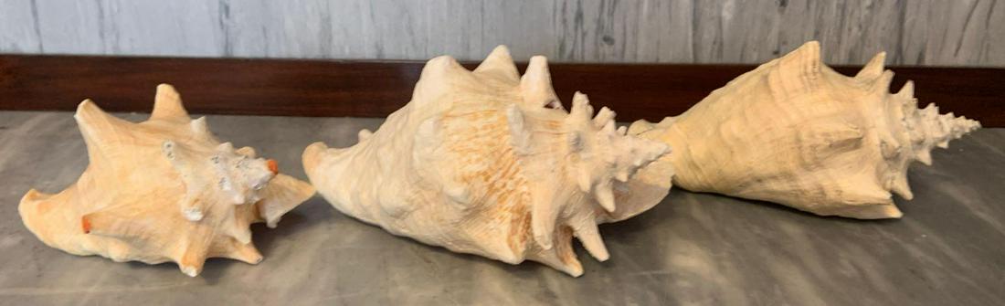 Group of 3 conch shells: Largest 10 x 7 inches, some damage