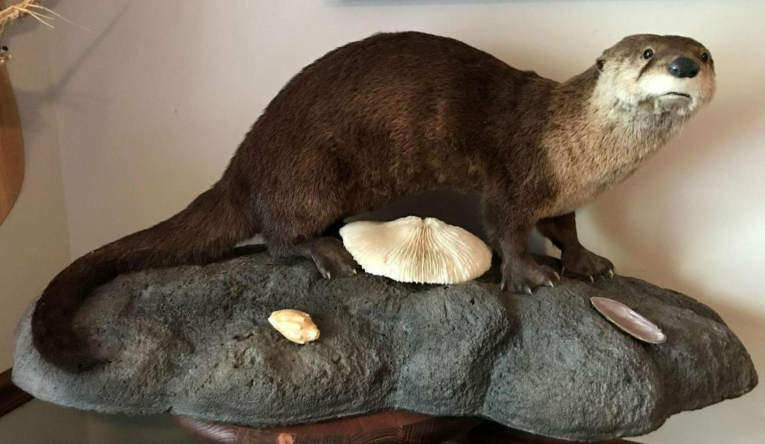 North American River Otter Mount: Appx 32x14x13 inches, no shipping