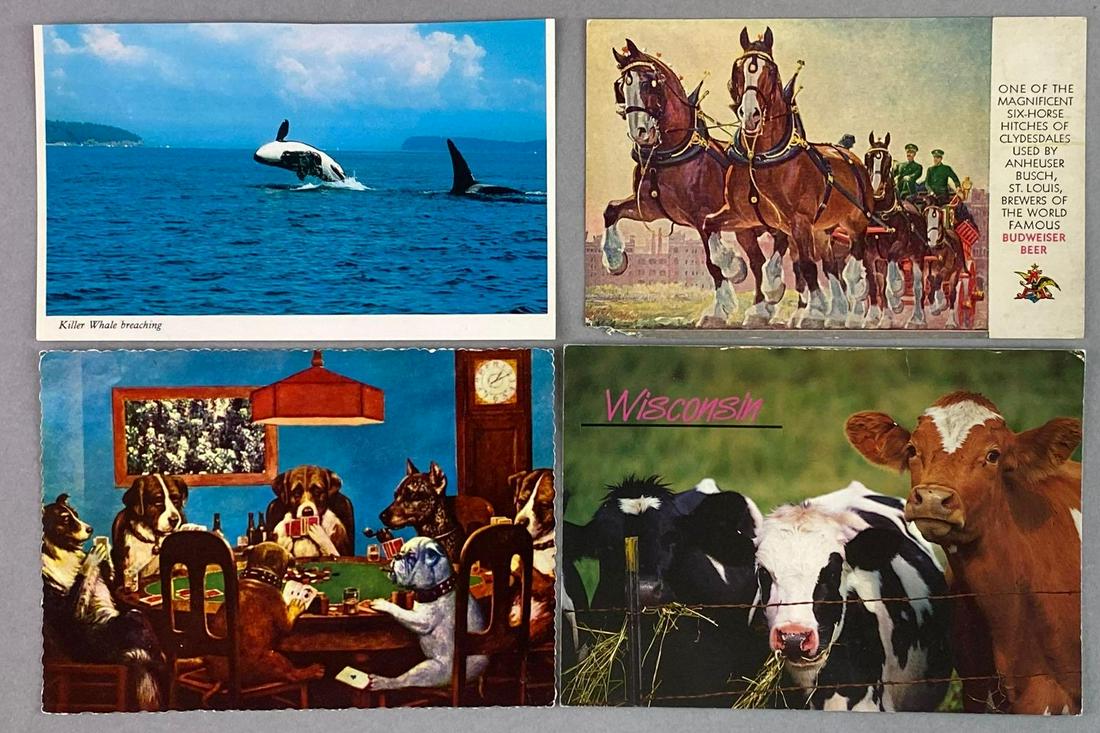 Postcards-Animals Linen Real Photo (1 of 4)