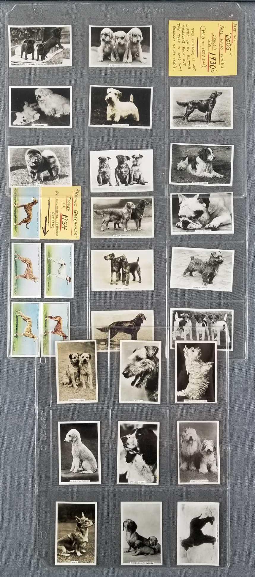 Group of dog trade cards (1 of 9)