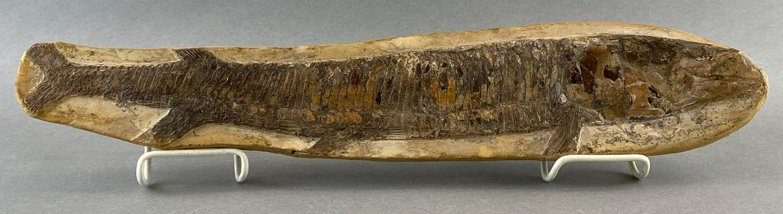 Fossilized Fish (1 of 5)