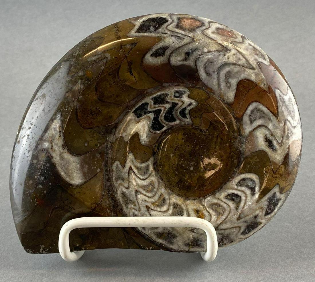 Ammonite Fossil: Polished Ammonite fossil. Measures 6x5in.