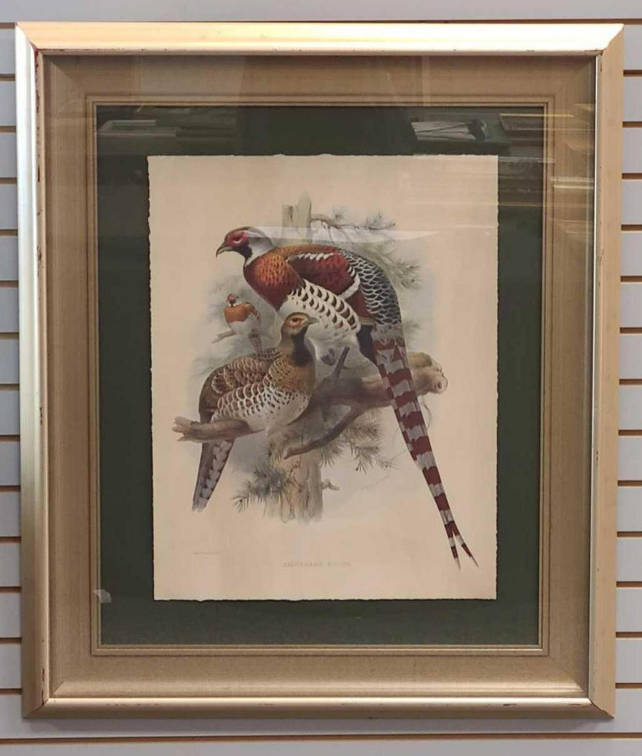 Massive Wolf & Smit Pheasants Lithograph Calophasis (1 of 7)