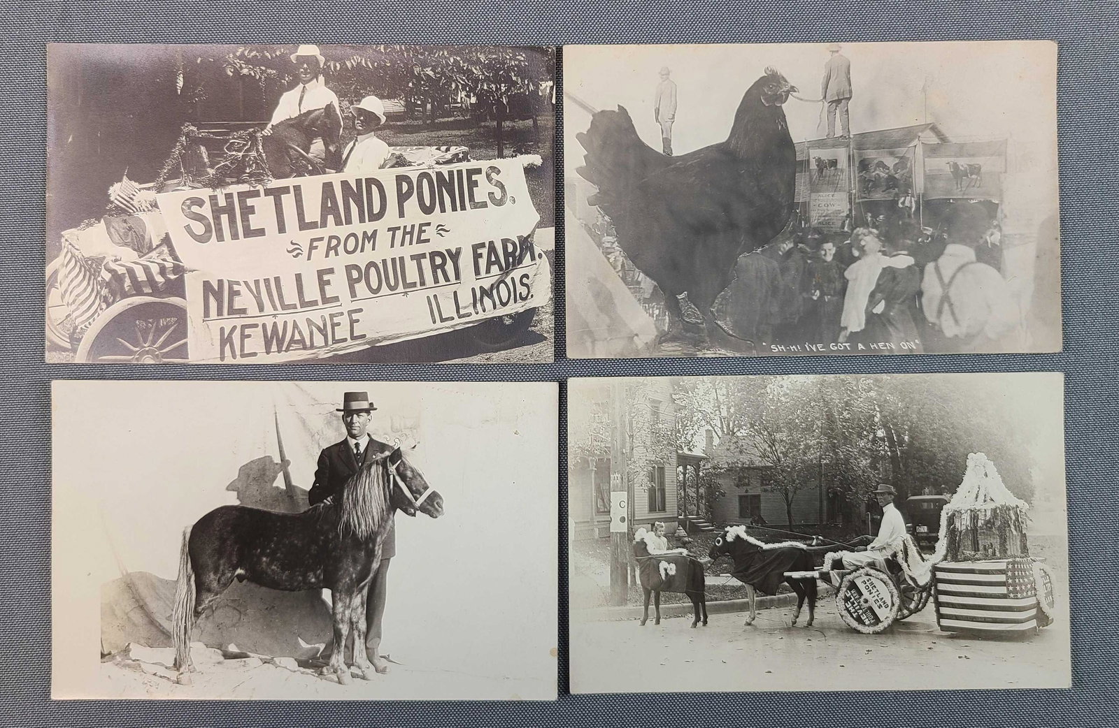 Postcards - Real Photo Shetland Ponies (1 of 3)
