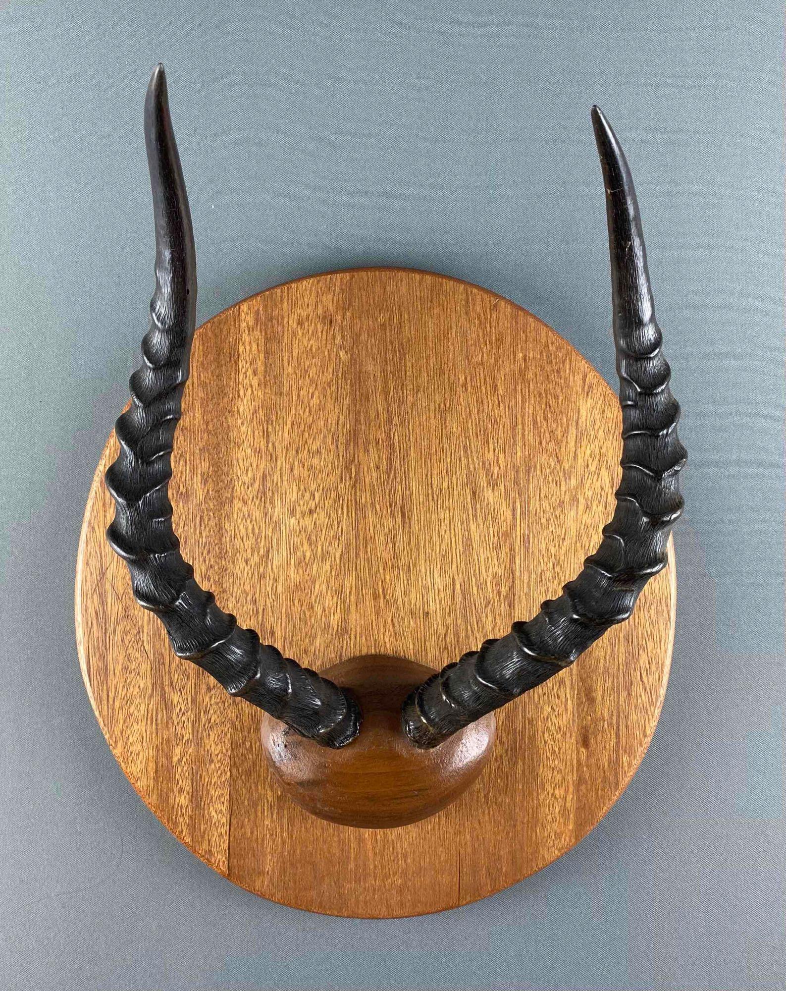 Mounted Impala Antlers (1 of 5)