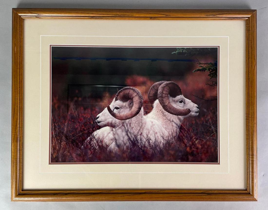 Limited Edition Dall Sheep Framed Print (1 of 3)