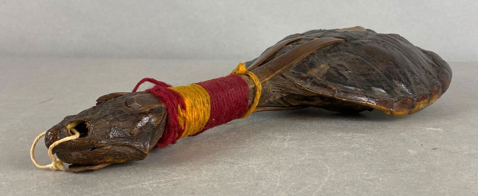 Taxidermy Turtle Rattle (1 of 4)