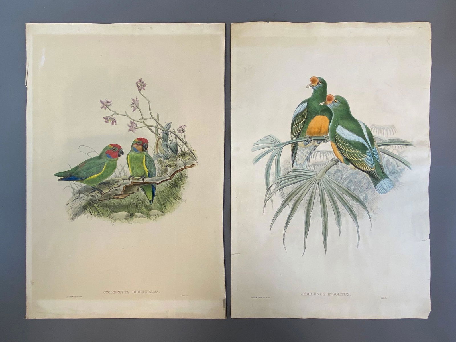 Group of 2 John Gould Hand Colored Bird Lithographs: Includes Cyclopsitta Diophthalma, and Aedirhinus Insolitus, One mounted to backing, Somw small tears and discoloration, Both measure 21 1/2 x 14 1/2in.