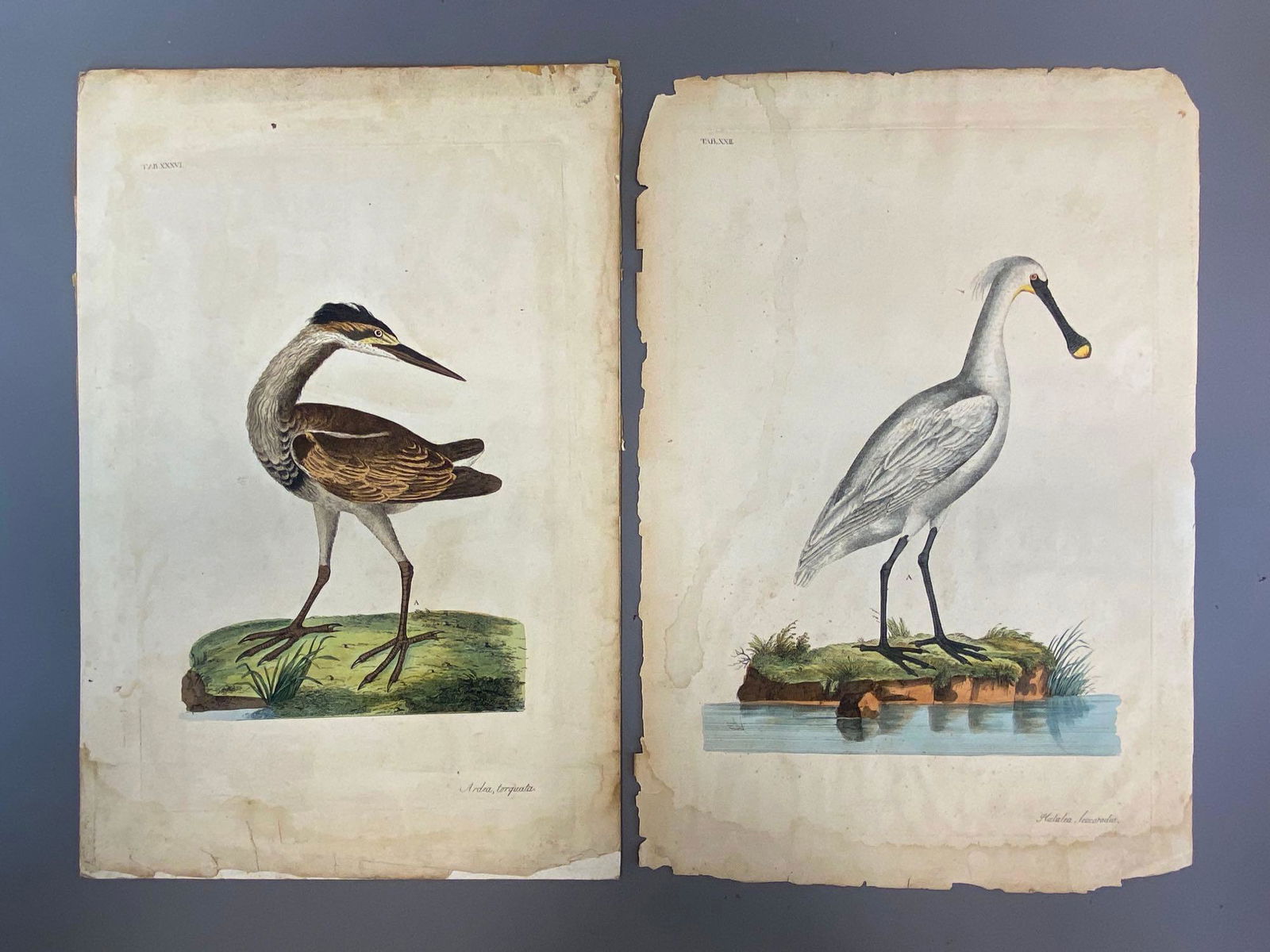 Group of 2 John Miller Hand Colored Bird Engravings: Includes Ardea Torguata, and Plata Leucorodia, One mounted to backing, Some foxing on edges, Largest measures 21 x 14in.