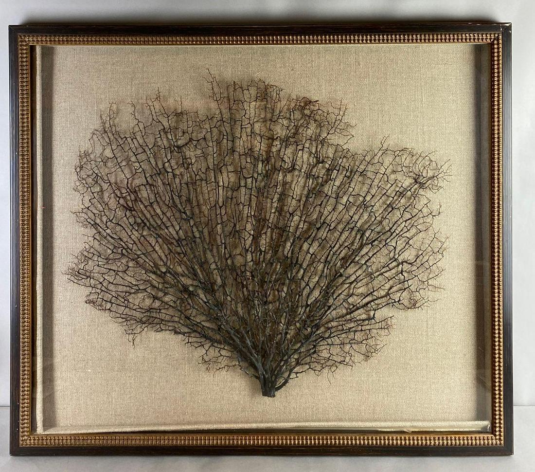 Coastal Beach Sea Fan in Shadow Box (1 of 5)