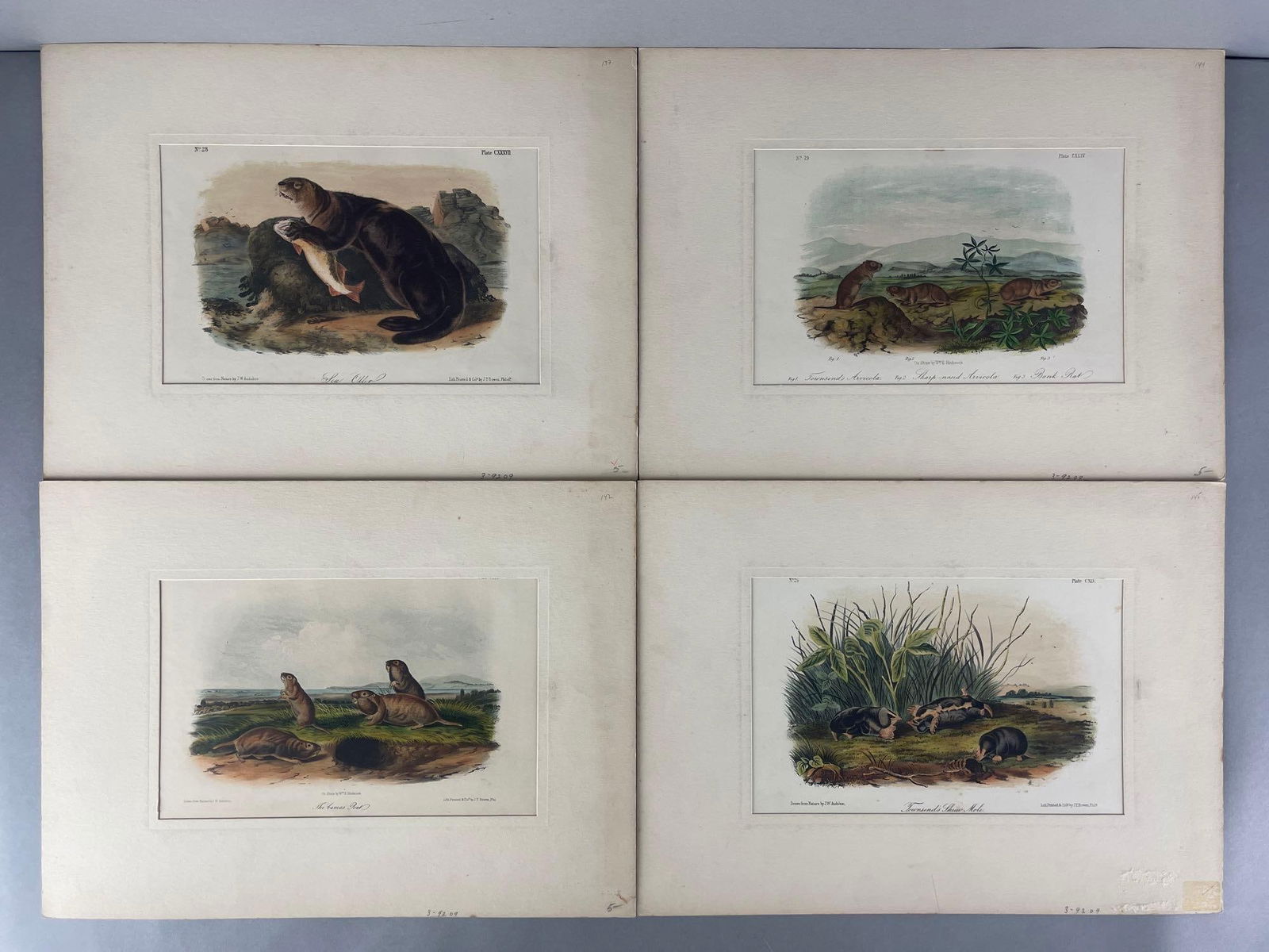 Group of 4 Antique Hand Colored Octavo Audubon Animal Plates/Prints (1 of 4)
