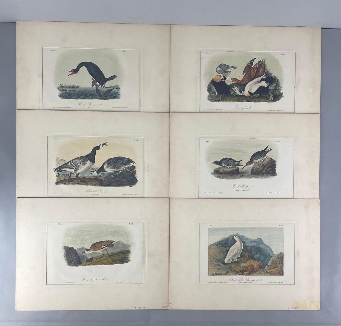 Group of 6 Antique Hand Colored Octavo Audubon Bird Plates/Prints (1 of 4)