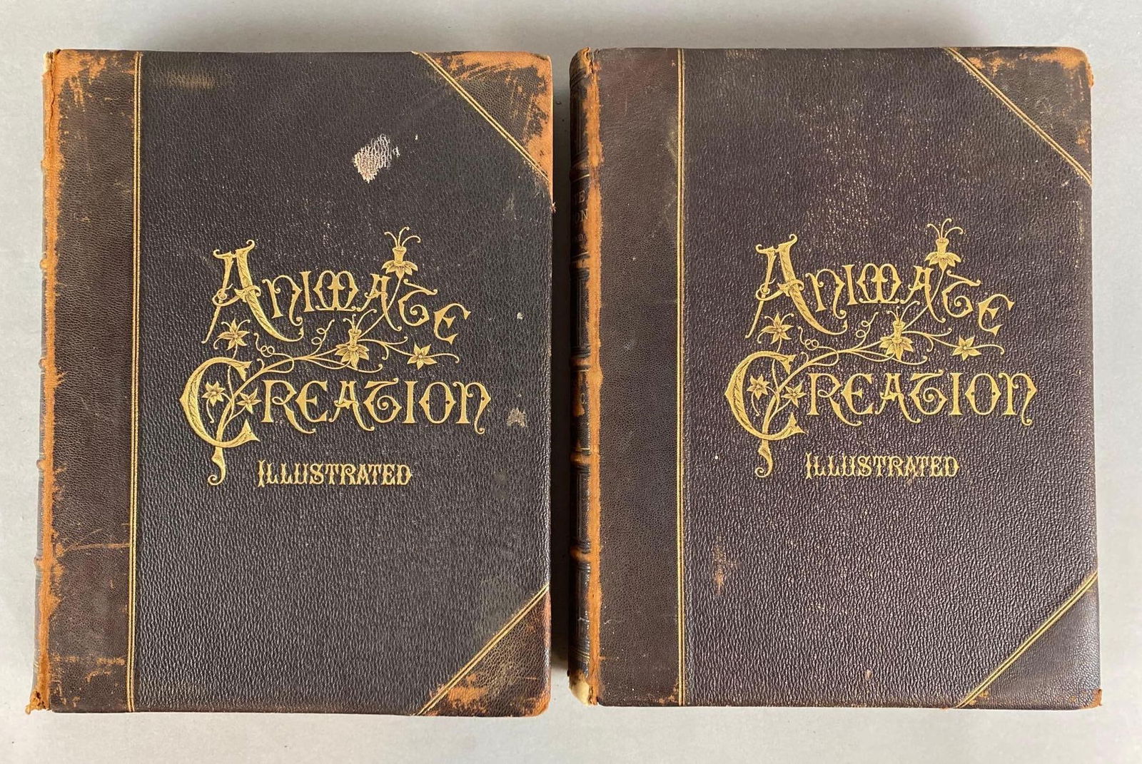 1885 The Rev. J.G. Wood Animate Creation Our Living World Volumes 1 and 3 (1 of 9)