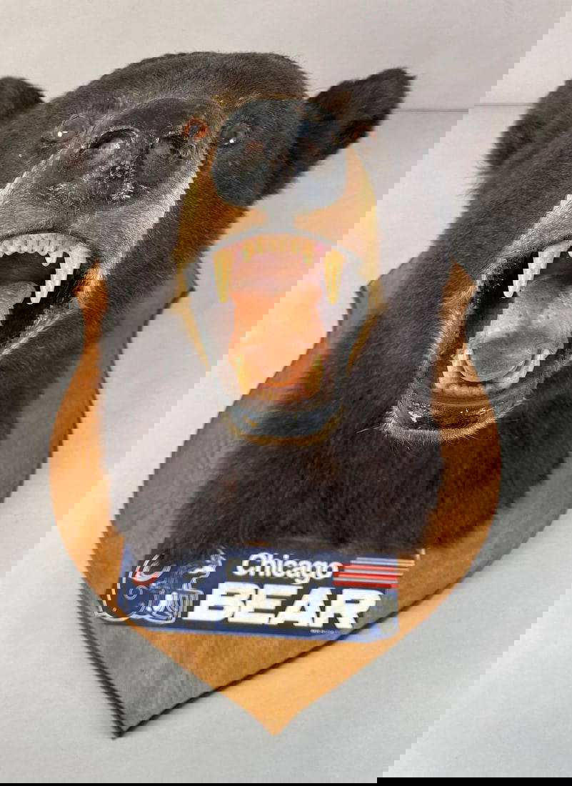 Taxidermy Black Bear Head Mount Auction