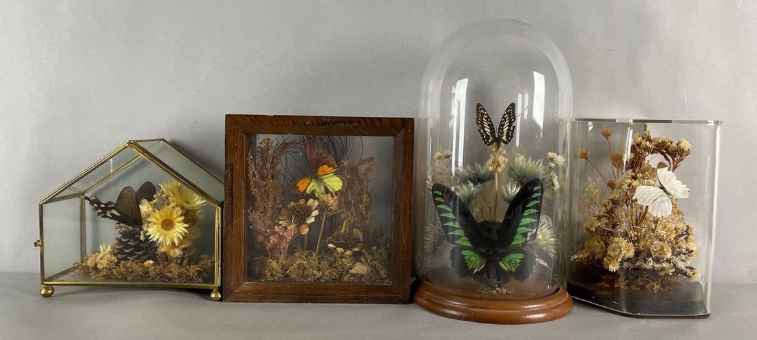 Group of 4 Dried Flower and Butterfly Displays (1 of 5)