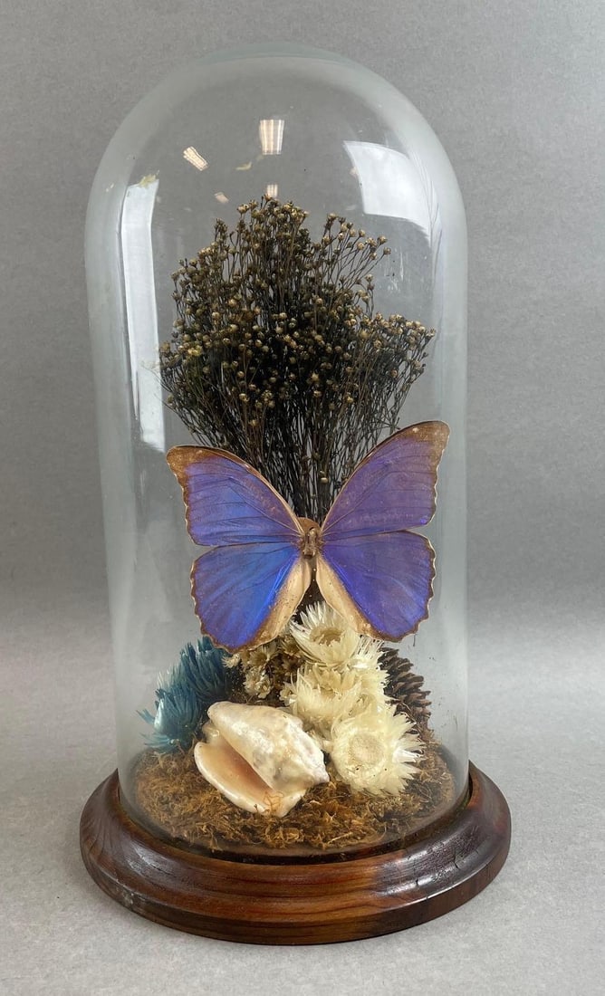 Dried Flower and Butterfy Glass Diorama: Blue flu butterfly of Peru. Case measures 11 x 6 3/4 inches