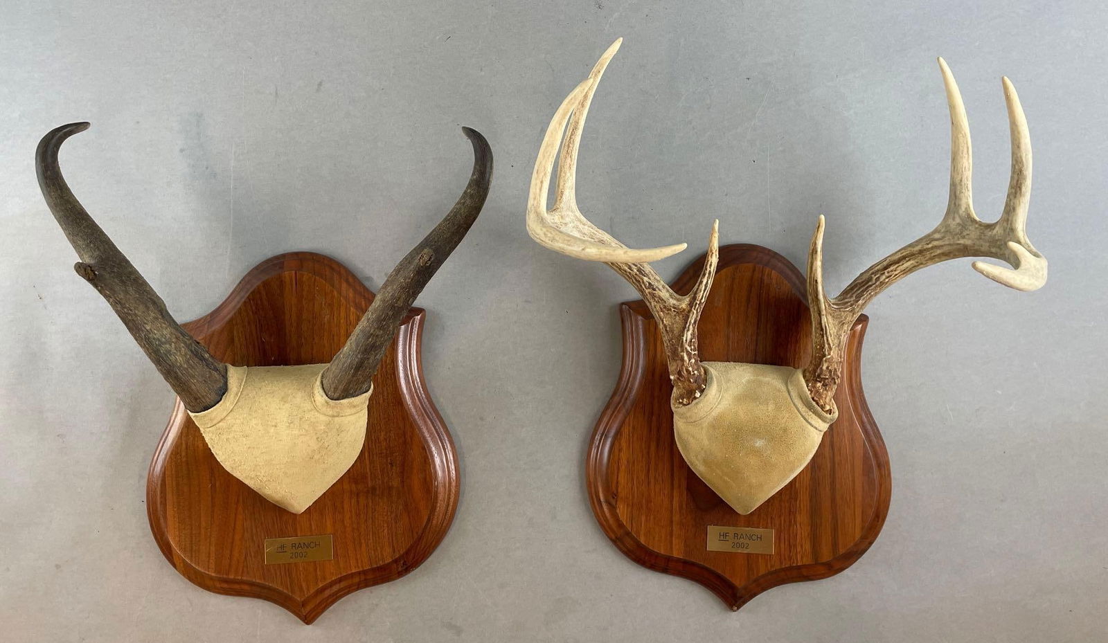 Group of 2 Mounted Antlers (1 of 3)