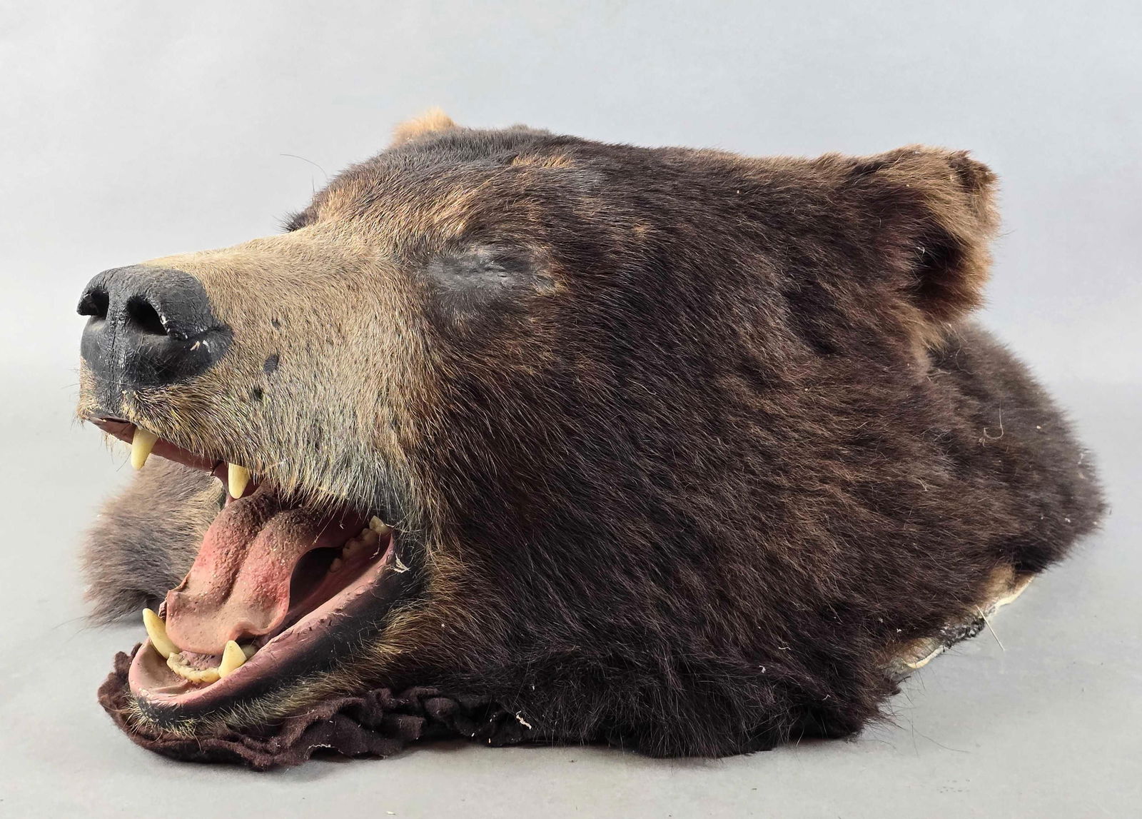 One Eyed Bear Taxidermy Mounted Head (1 of 3)