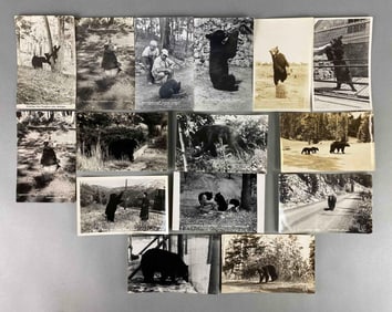 Postcards - 15 Real Photo Bears