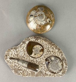 Group of 2 Polishes Fossil Paperweights