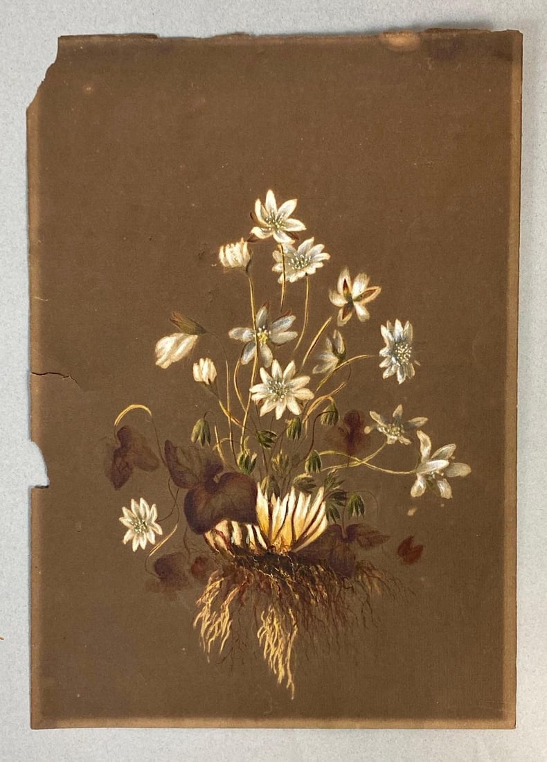 Hepatica Flowers Botanical Chalk/Oil Pastel Drawing on Paper: Unsigned, Large chip on left side, Measures 10 x 7 inches.