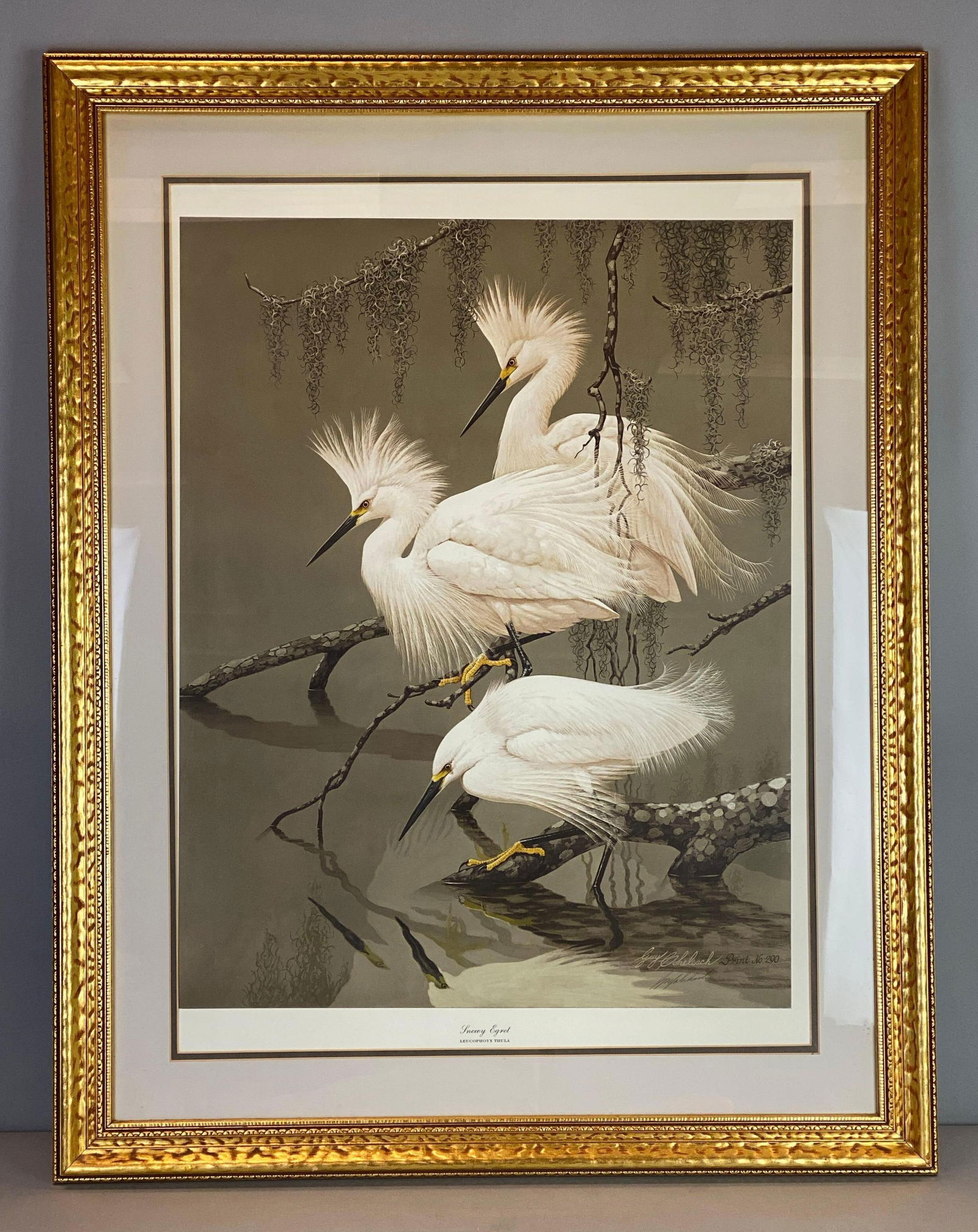 Signed Guy Coheleach Snow Egrets Framed Print: limited edition No. 290, signed in lower right hand corner, frame measures 29 x 37 inches