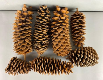 Group of 7 Extra Large Sequoia Pinecones