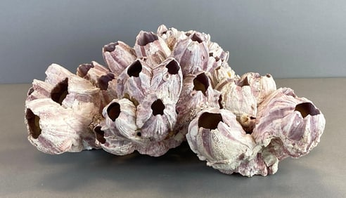 Cluster of Oink Acorn Barnacles