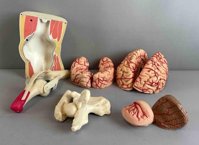 Group of Plastic Anatomical Diagram Models