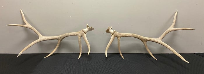 Group of 2 Elk Antlers.