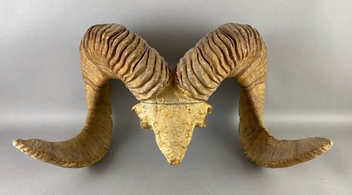 Set of Bighorn Sheep Horns