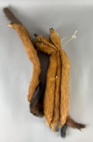 Group of 4 Taxidermy Minks