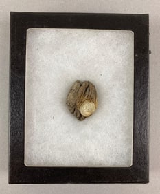 Civil War Musket Ball in a Piece of Wood