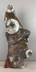 Polished Multi-Ammonite Fossil Display from Morocco