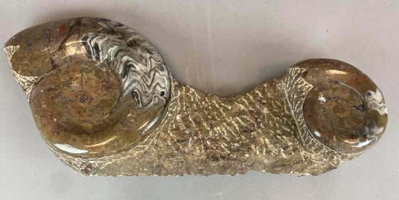 Polished Multi-Ammonite Fossil Display from Morocco