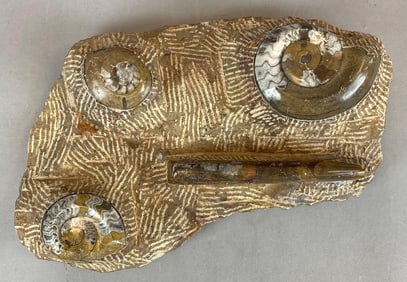 Polished Multi-Ammonite and Orthoceras Fossil Display from Morocco