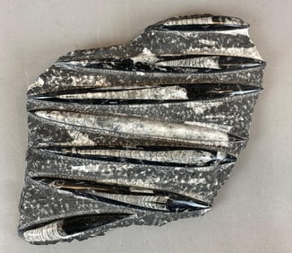Polished Multi-Orthoceras Fossil Display