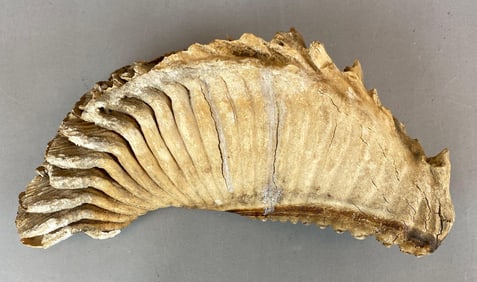 Fossilized Woolly Mammoth Molar Tooth