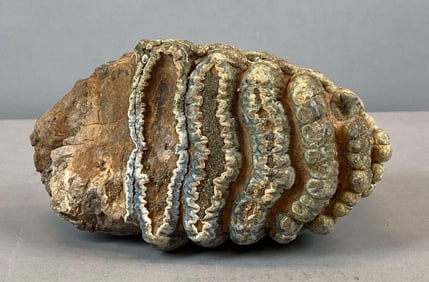 Fossilized Youth Mammoth Molar Tooth