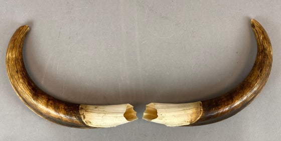 Pair of Warthog Tusks